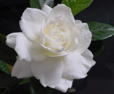 香味納米微膠囊香味加工劑阻燃劑