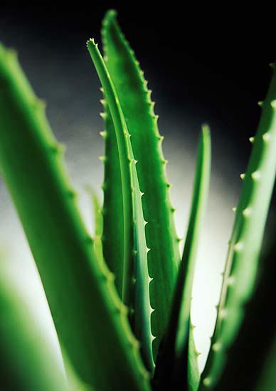 蘆薈絲素膠原保濕劑蘆薈加工劑