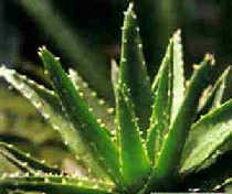 蘆薈整理劑蘆薈絲素膠原保濕劑