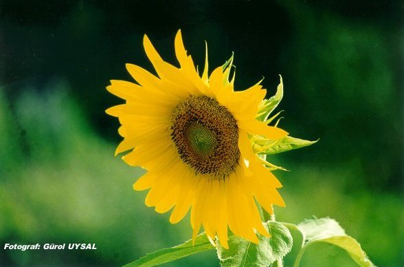 毛巾高吸水性柔軟劑防紫外整理劑