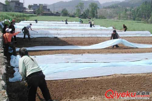 供應水稻育秧無紡布