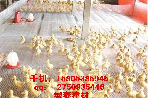 滄州養鴨專用塑料網&肉雞養殖網